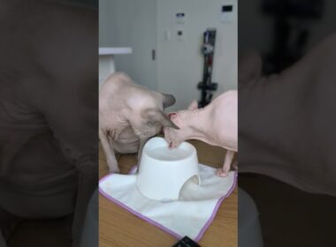 妹猫が水を飲み終わるまで待つ兄猫のスルタンがエモい【スフィンクス】