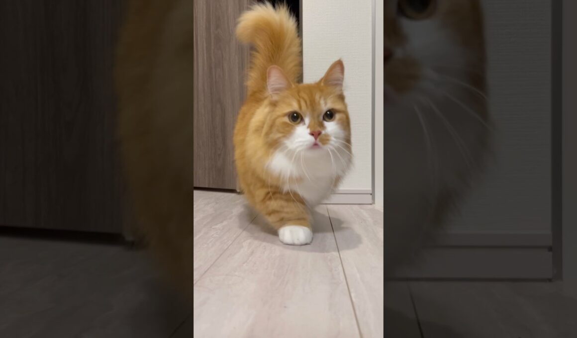 短い足でどこまでも行くぜ⭐️ #shorts #猫 #マンチカン #短足マンチカン #cat #munchkin