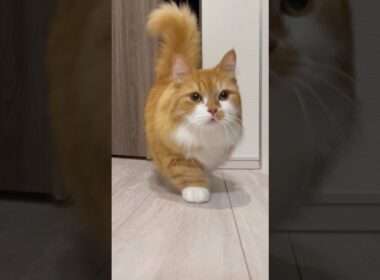 短い足でどこまでも行くぜ⭐️ #shorts #猫 #マンチカン #短足マンチカン #cat #munchkin