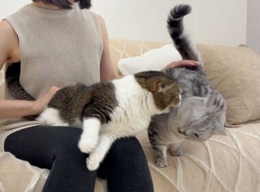 預かった子猫に嫉妬してぽこ太郎が攻撃しちゃいました…