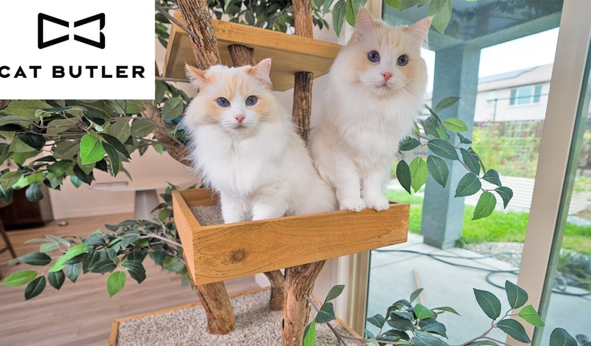 ラグドール猫たちと猫ブランドを立ち上げる日々 | The Cat Butler