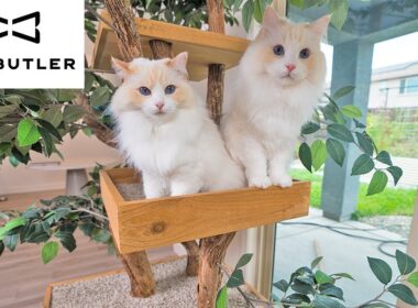 ラグドール猫たちと猫ブランドを立ち上げる日々 | The Cat Butler