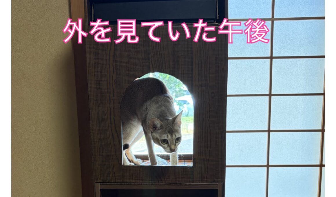 【シンガプーラ】外を見ていた午後＃猫