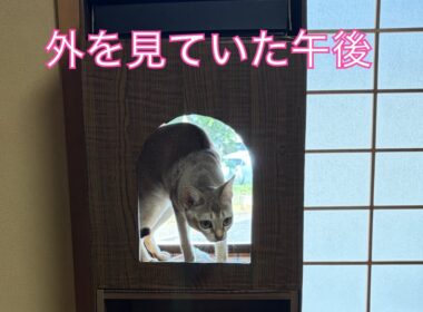 【シンガプーラ】外を見ていた午後＃猫