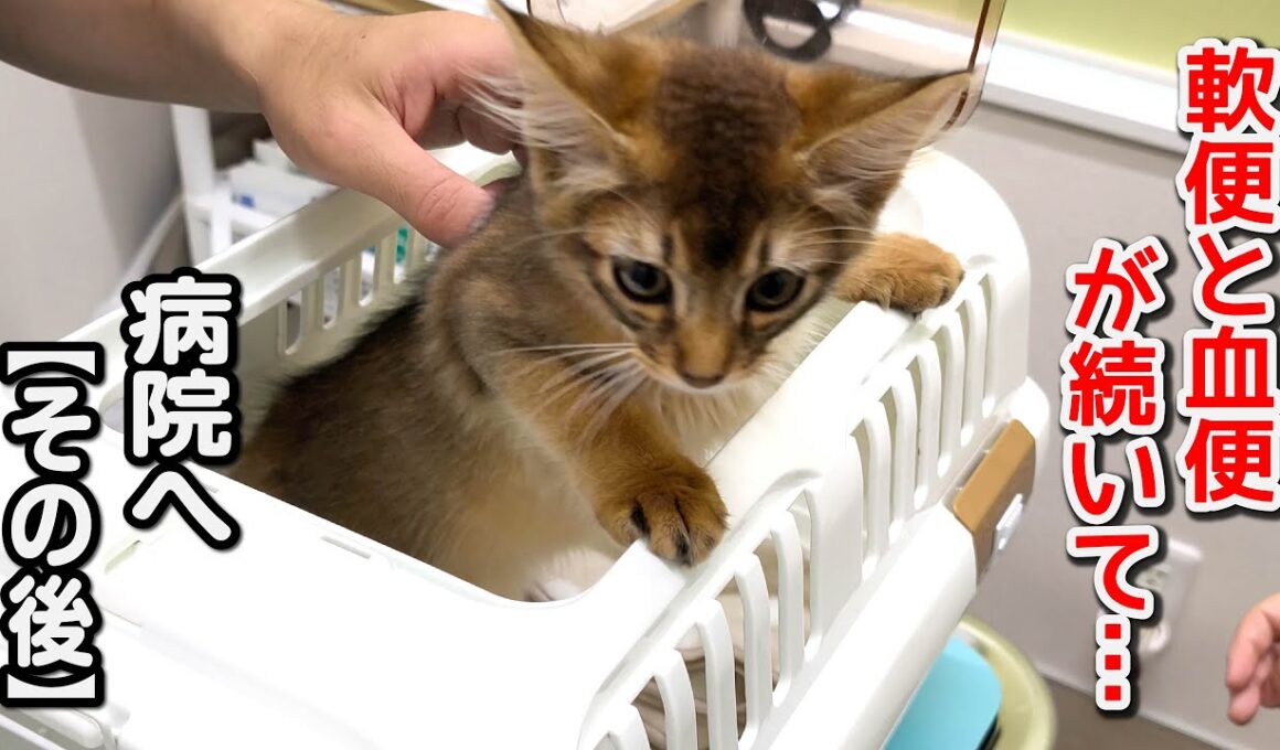 子猫の軟便・血便の原因は？病院でわかった意外なこと