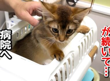 子猫の軟便・血便の原因は？病院でわかった意外なこと