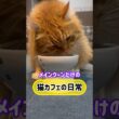 メインクーンだけの【猫カフェのご飯風景】#cat #cooncat #mainecoon #茶トラ