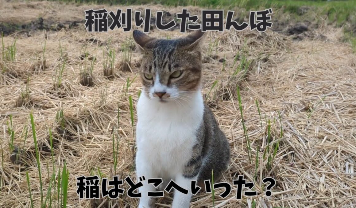 稲わらと田んぼとねこさん #cat
