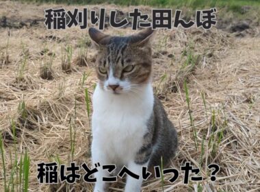 稲わらと田んぼとねこさん #cat