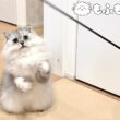 猫が気になっているのは… 【サイベリアン】