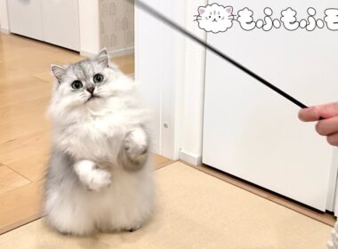 猫が気になっているのは… 【サイベリアン】