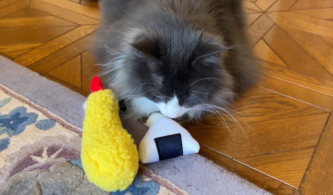 【食いしん坊】おむすびころりんすっとんとんしちゃったよ〜🍙ノルウェージャンフォレストキャットとターキッシュアンゴラ