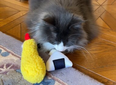 【食いしん坊】おむすびころりんすっとんとんしちゃったよ〜🍙ノルウェージャンフォレストキャットとターキッシュアンゴラ