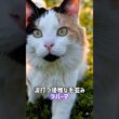 毛質に特徴のある猫5選🐈スフィンクス•デボンレックス•セルカークレックス•ラパーマ•サイベリアン