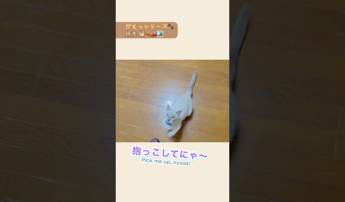 ぴとっ🐾旅先編🏞️:ジャンプ抱っこが可愛すぎる💛✨【猫🐱トンキニーズ】Travel🏞️: Cute Jump Hug【Cat Tonkinese】#ジャンプ抱っこ #癒し猫 #トンキニーズ
