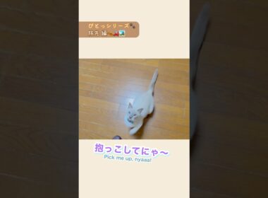 ぴとっ🐾旅先編🏞️:ジャンプ抱っこが可愛すぎる💛✨【猫🐱トンキニーズ】Travel🏞️: Cute Jump Hug【Cat Tonkinese】#ジャンプ抱っこ #癒し猫 #トンキニーズ