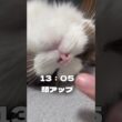 雑種猫とラグドールの平和な1日 #shorts
