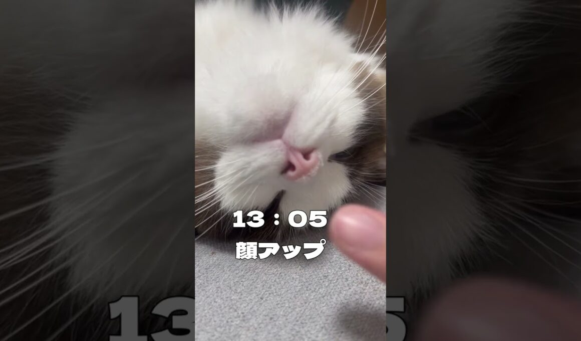 雑種猫とラグドールの平和な1日 #shorts