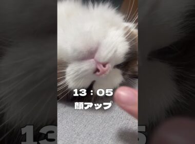 雑種猫とラグドールの平和な1日 #shorts