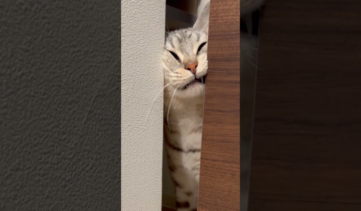 お出迎えマンチカン!! #cat #猫