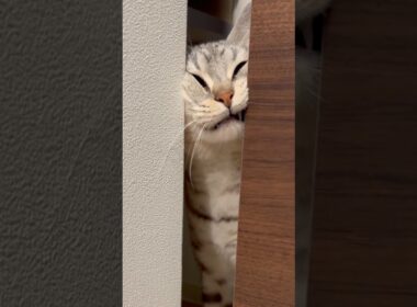 お出迎えマンチカン!! #cat #猫