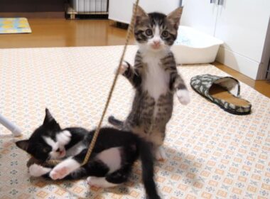 子猫のユメちゃんチコちゃんのオフショット 11　音がするよと子猫たちがおもちゃに夢中になってしまう？【赤ちゃん猫　保護猫】