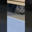 謎の生き物❤️ #猫 #ロシアンブルー #shorts