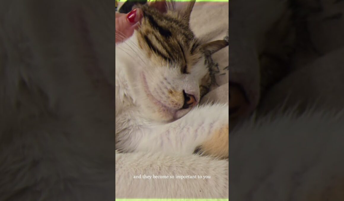 What is it like adopting an Egyptian Street Cat #shorts #rescue #streetcat #cat #egypt #pet #cute