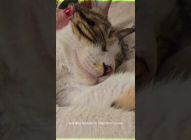 What is it like adopting an Egyptian Street Cat #shorts #rescue #streetcat #cat #egypt #pet #cute