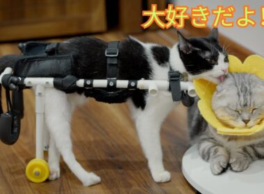車椅子で大好きなお兄さんを追いかけながら、愛情をたっぷり表現する雨ちゃんが最高に可愛い！