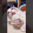 ちゅ〜る入りご飯大好きラグドール兄妹😍 #ラグドール #猫のいる暮らし #癒し猫