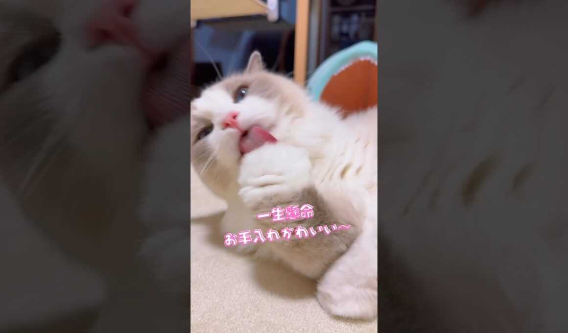 ちゅ〜る入りご飯大好きラグドール兄妹😍 #ラグドール #猫のいる暮らし #癒し猫