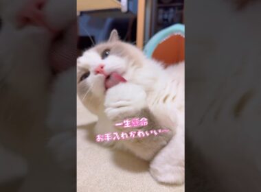 ちゅ〜る入りご飯大好きラグドール兄妹😍 #ラグドール #猫のいる暮らし #癒し猫