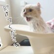 長毛猫3匹をお風呂に入れたらとんでもない事が起きました