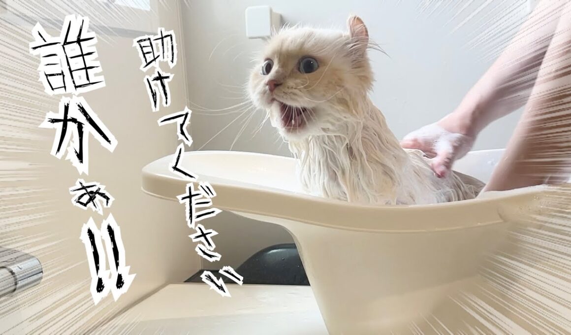 長毛猫3匹をお風呂に入れたらとんでもない事が起きました