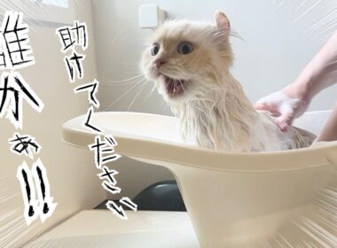 長毛猫3匹をお風呂に入れたらとんでもない事が起きました