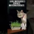 豆苗を盗み食いしようとしたシンガプーラ猫