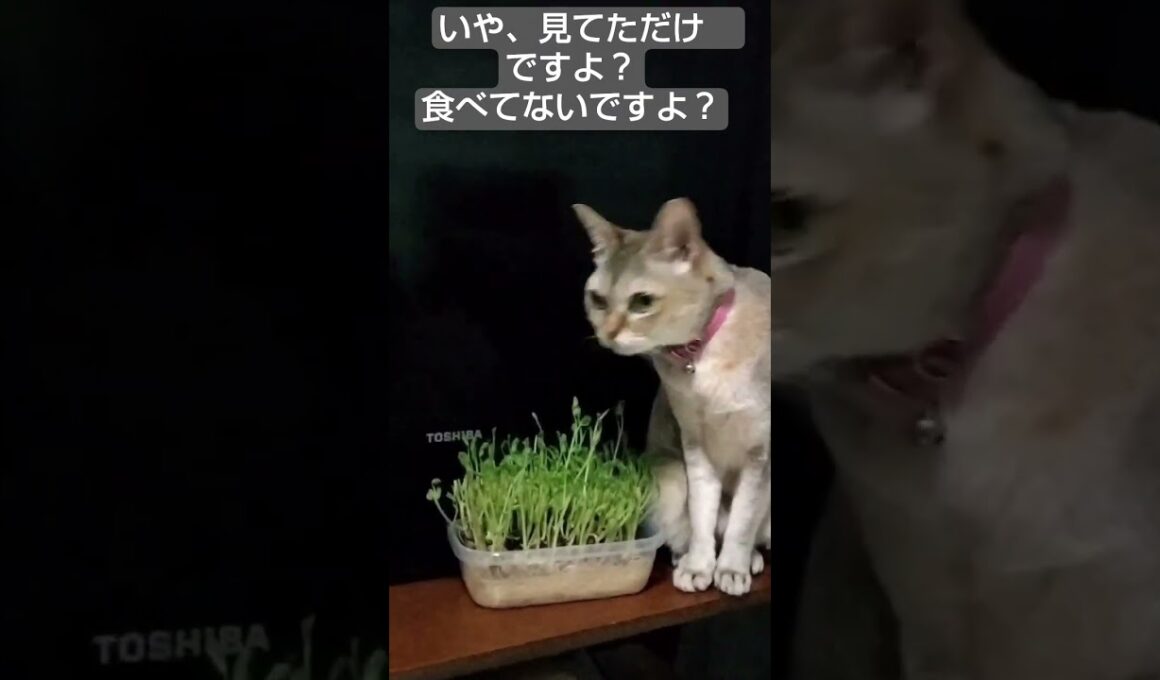 豆苗を盗み食いしようとしたシンガプーラ猫
