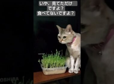 豆苗を盗み食いしようとしたシンガプーラ猫