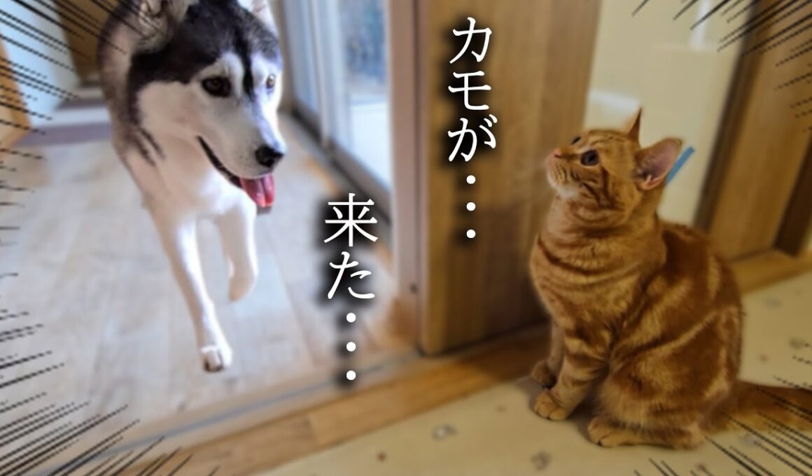 子猫がこっそり隠れてハスキー犬を驚かそうとした結果...