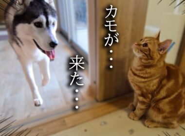 子猫がこっそり隠れてハスキー犬を驚かそうとした結果...