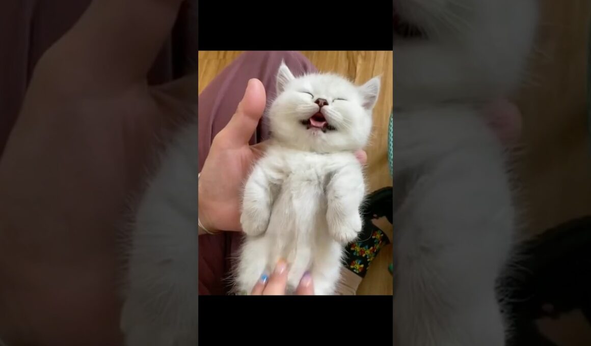 猫の世界に行ける動画？😾 #猫 #cat #cats #cute