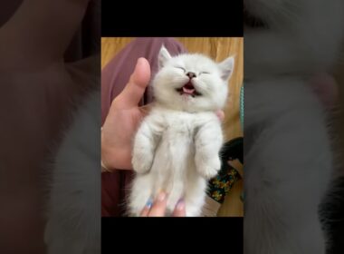 猫の世界に行ける動画？😾 #猫 #cat #cats #cute