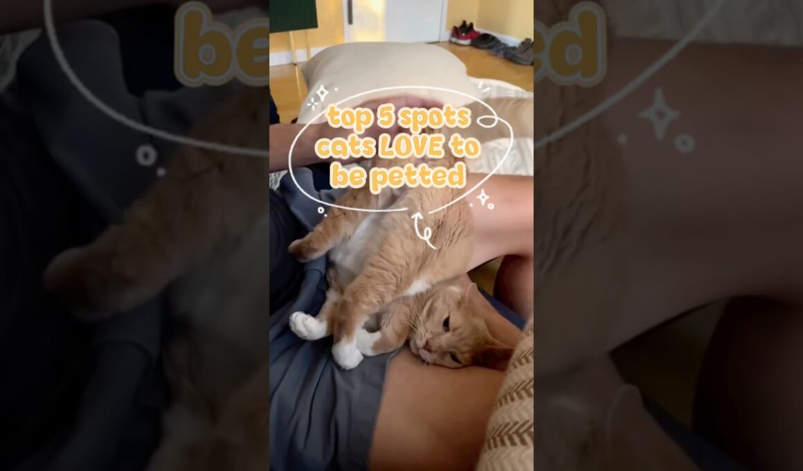 Top 5 spot cats love to be petted