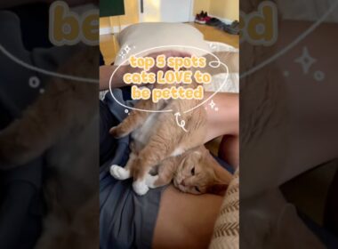 Top 5 spot cats love to be petted