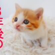美少女保護子猫、その3年後のしあわせ通信 A Happy Update Three Years Later