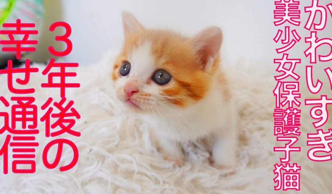 美少女保護子猫、その3年後のしあわせ通信 A Happy Update Three Years Later