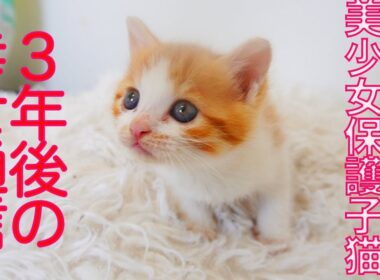 美少女保護子猫、その3年後のしあわせ通信 A Happy Update Three Years Later