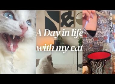 【vlog】サイベリアンの子猫とまったり家事する限界フリーランス