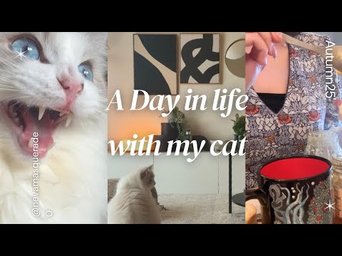 【vlog】サイベリアンの子猫とまったり家事する限界フリーランス
